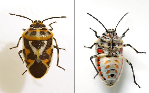 Eurydema sp.
